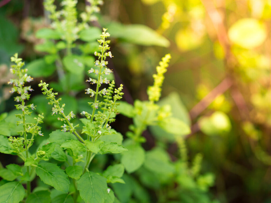 Basil/Tulsi Essential Oil -10 ML