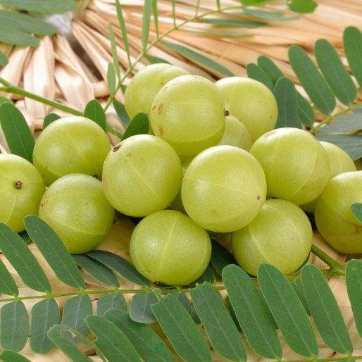 Anwla Hair oil/Gooseberry Hair Oil/ Amla Oil -100 ML