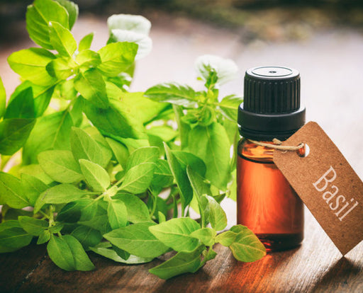 Basil/Tulsi Essential Oil - 15 ML