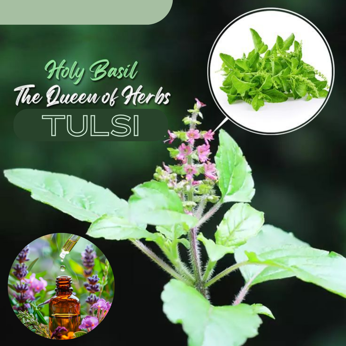 Basil/Tulsi Essential Oil - 15 ML