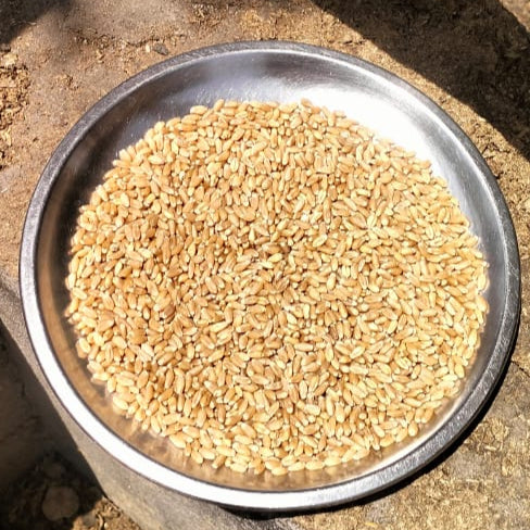 Organic Wheat Sharbati- 30 Kg Bag (Govt Certified)
