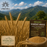 Wheat Sharbati - 5 KG