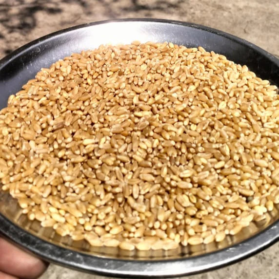 Certified Organic Wheat Sharbati - 5 Kg Bag